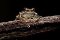 Rosnice Ewingova - Litoria ewingi - Southern Brown Tree Frog o0045